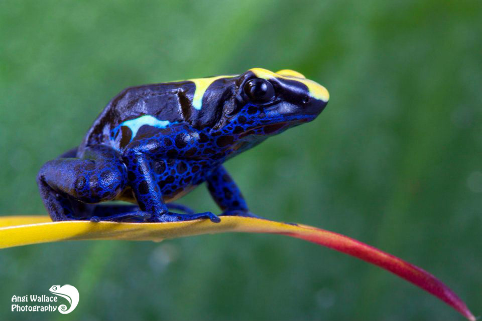 Dart frog