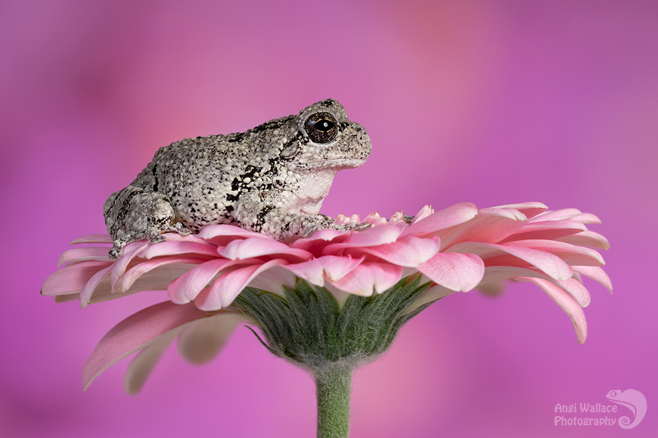 Gray tree frog