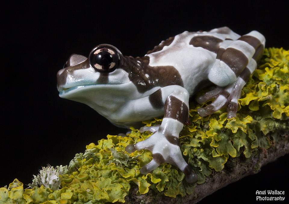 Amazon milk frog