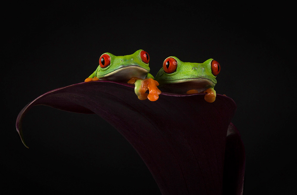 Red eyed tree frogs