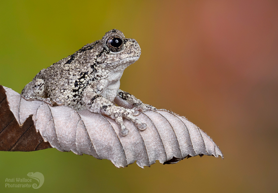 Gray tree frog