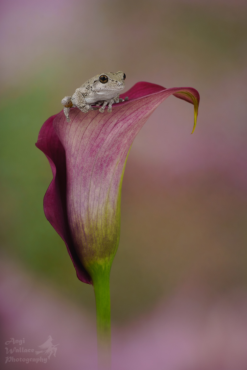 Gray tree frog