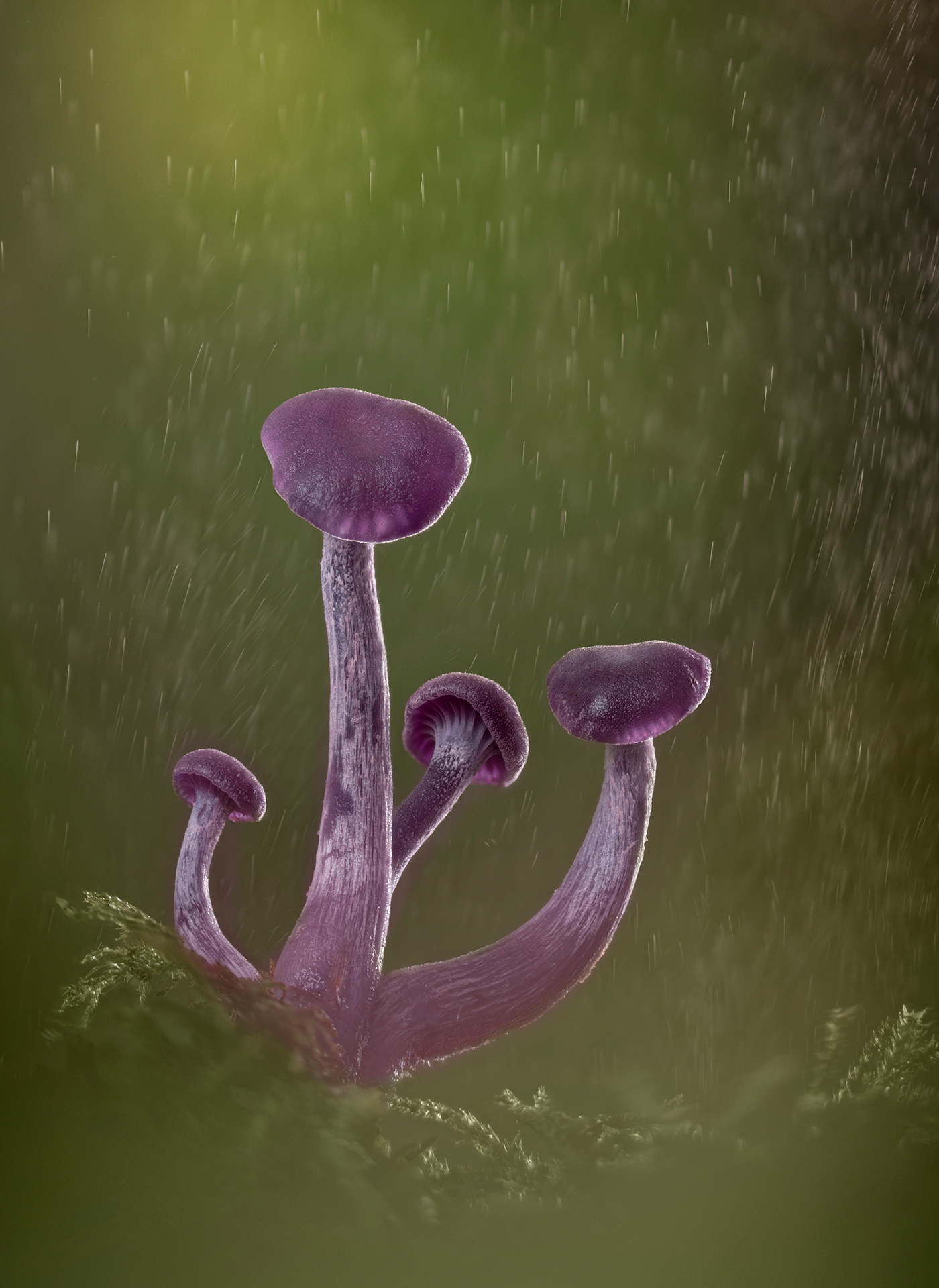 Amethyst decievers