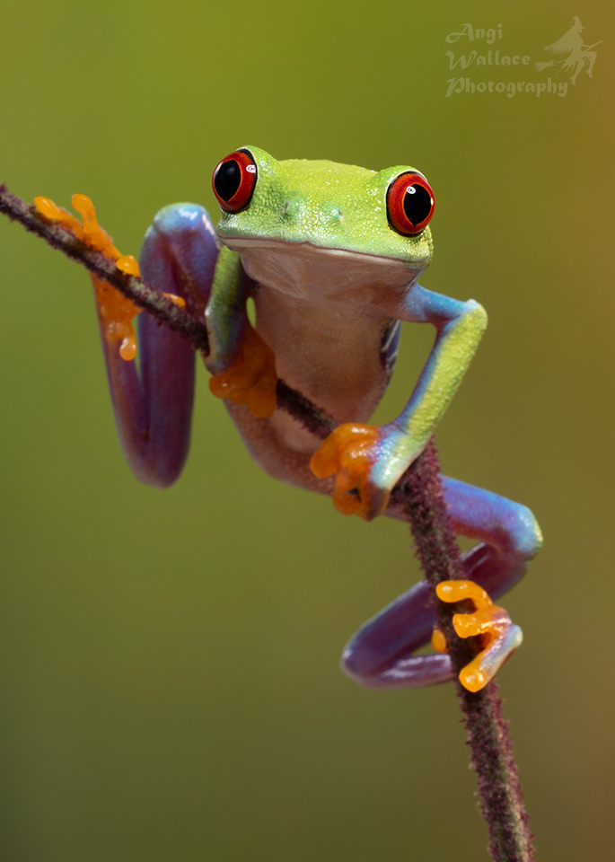 Red eyed tree frog