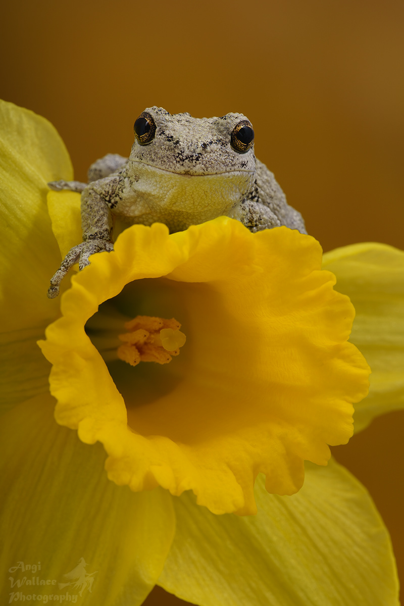 Gray tree frog
