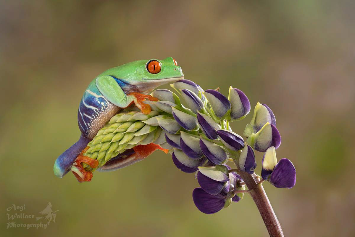 Red eyed tree frog