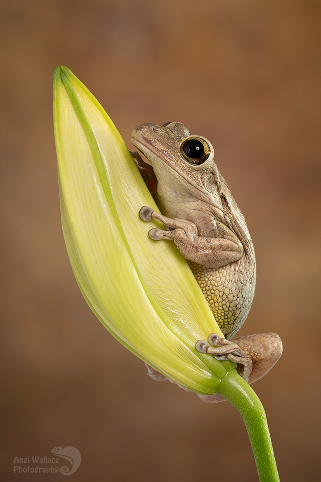 Cuban tree frog