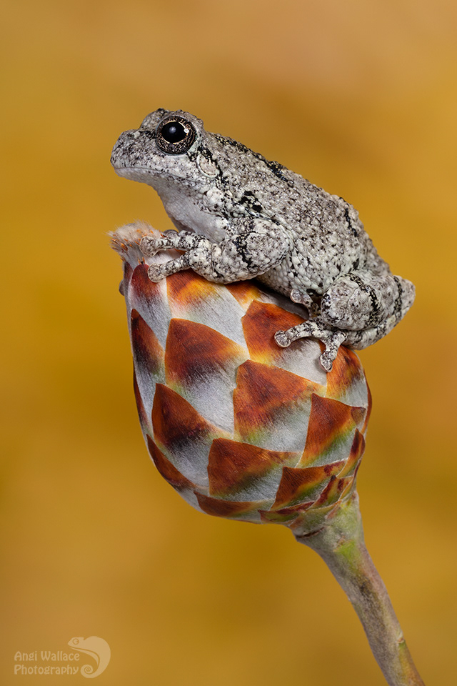 Gray tree frog