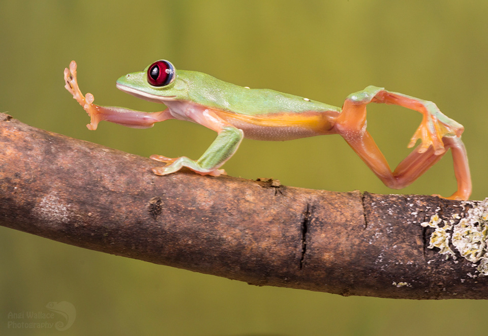 Red eyed tree frog