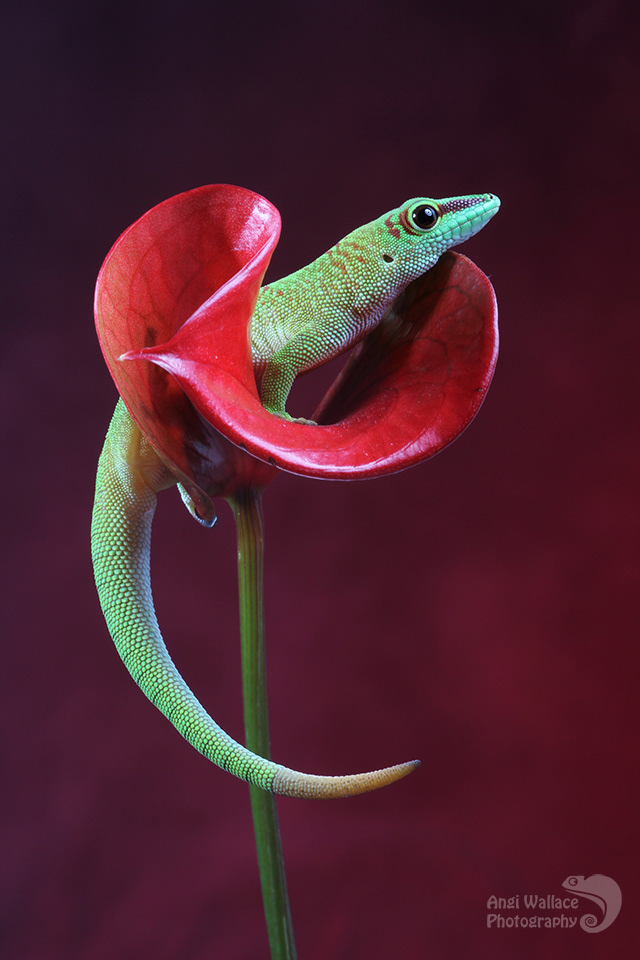 Madagascan day gecko