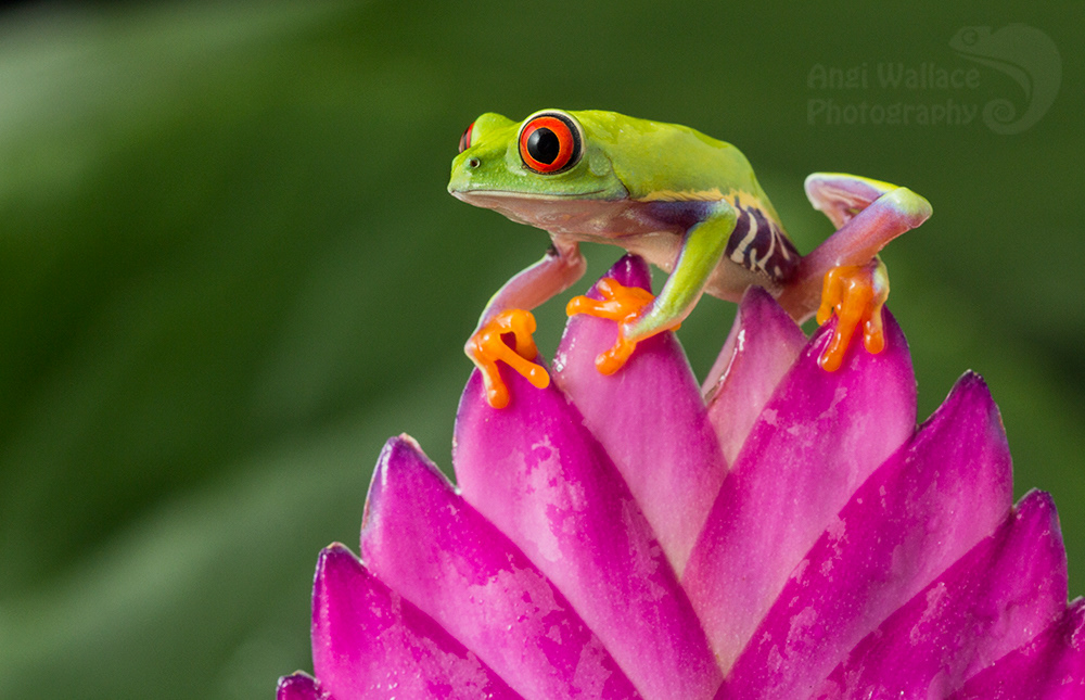 Red eyed tree frog