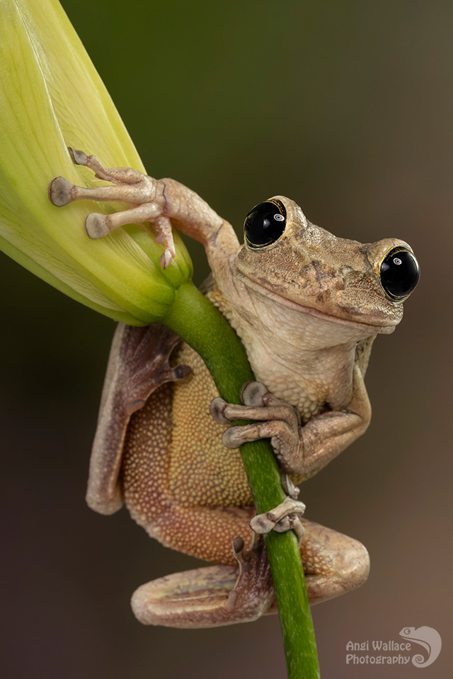 Cuban tree frog