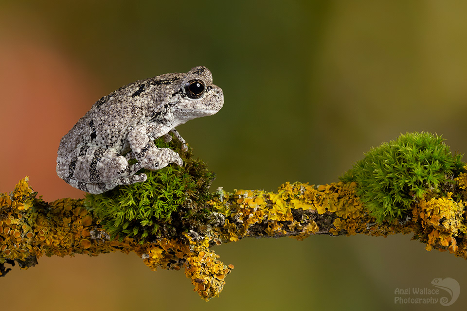 Gray tree frog