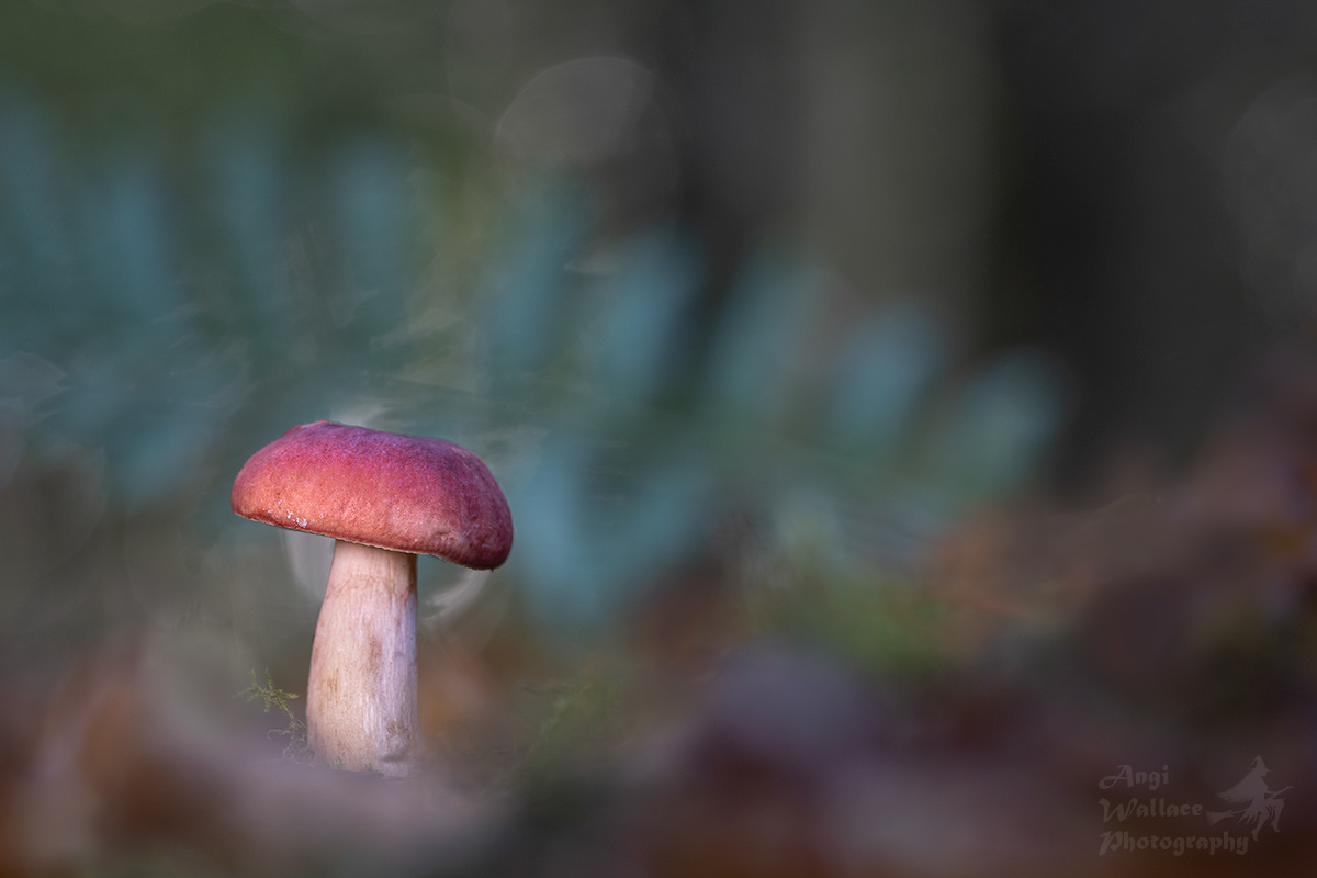 Russula