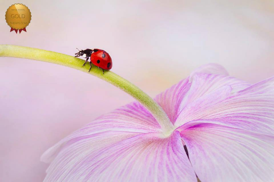 Ladybird on anemone