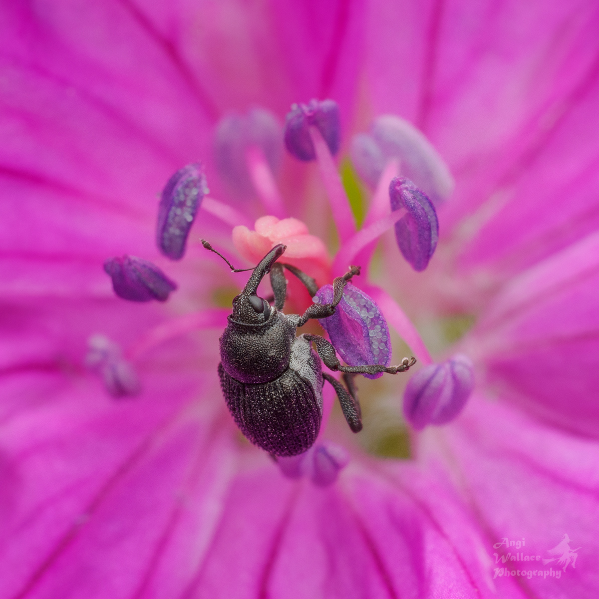 3mm long Geranium weevil