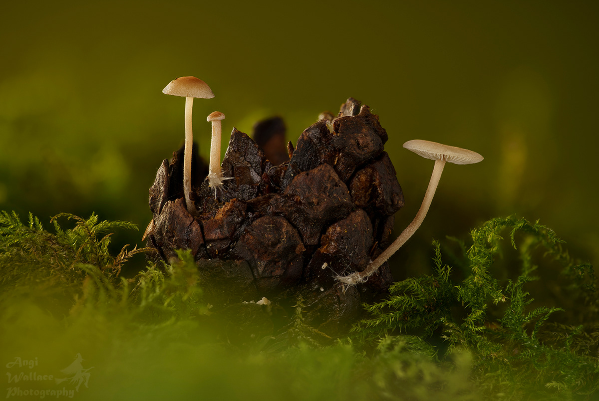 tiny fungi on pine cone
