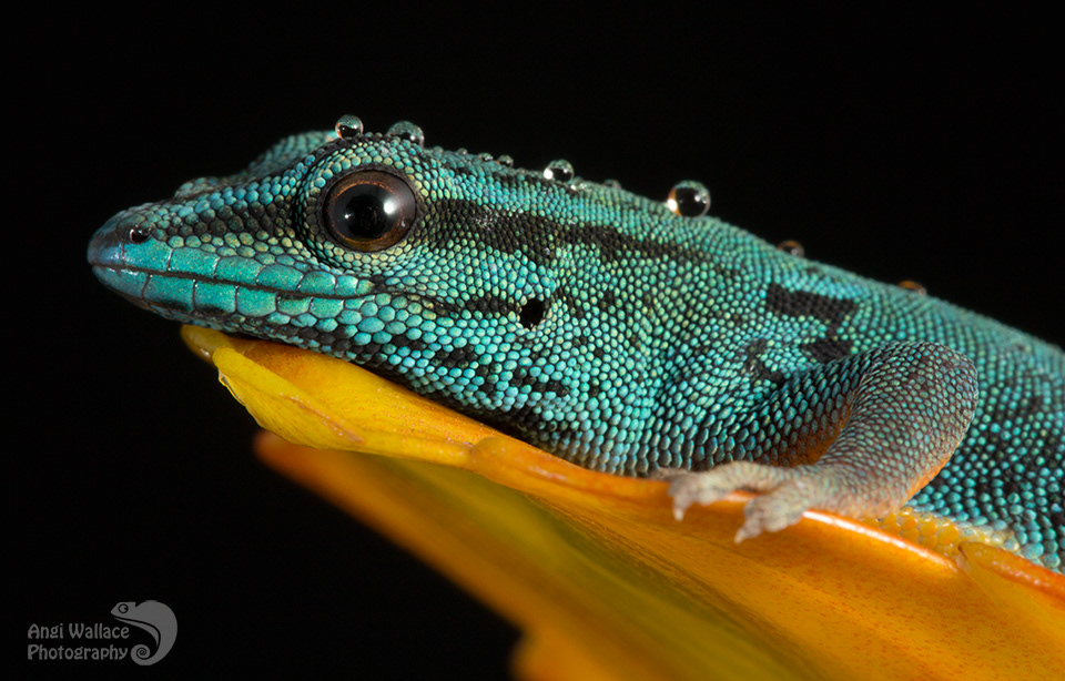 Electric blue gecko