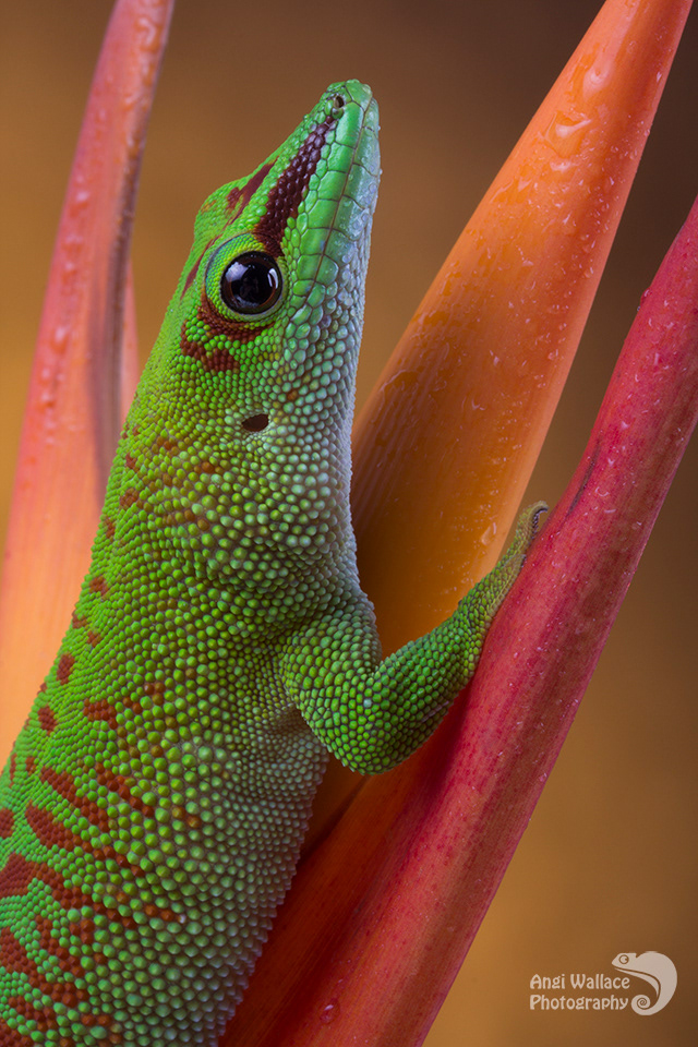 Madagascan day gecko
