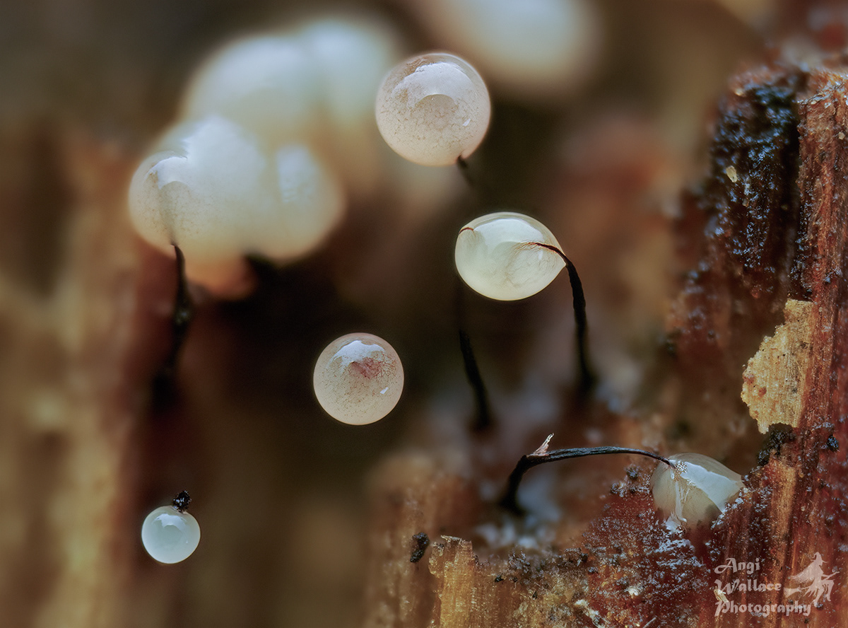 Comatricha nigra