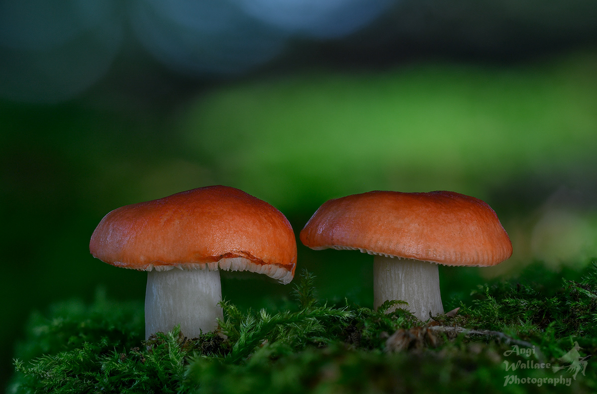 Russulas