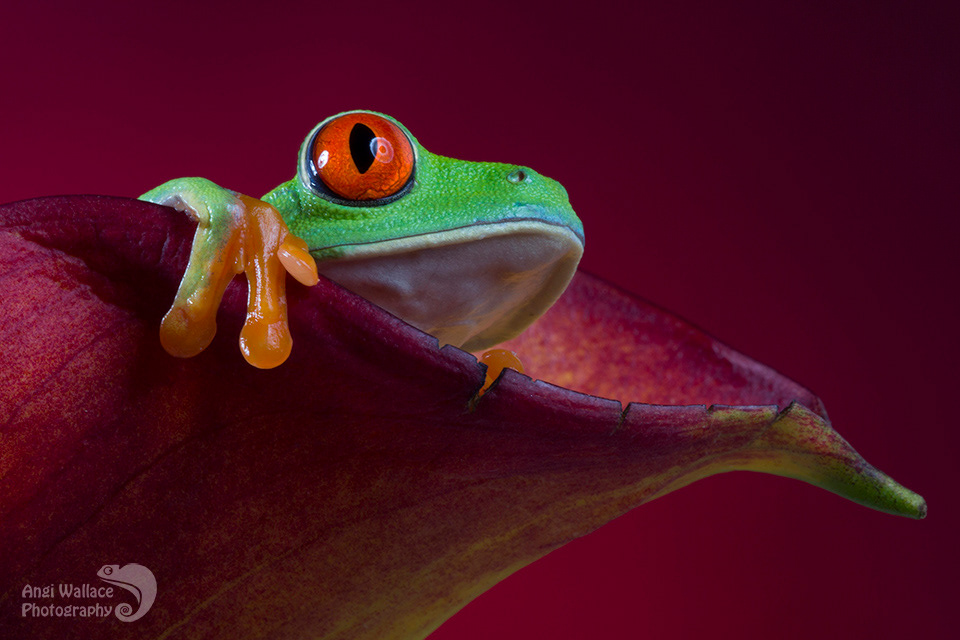 Red eyed tree frog