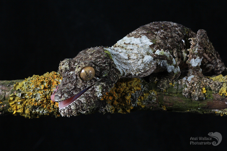 Mossy leaf tailed gecko