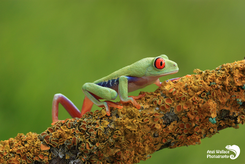 Red eyed tree frog