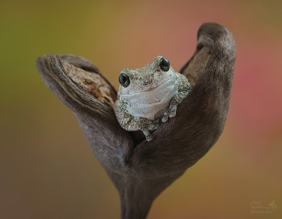 Gray tree frog