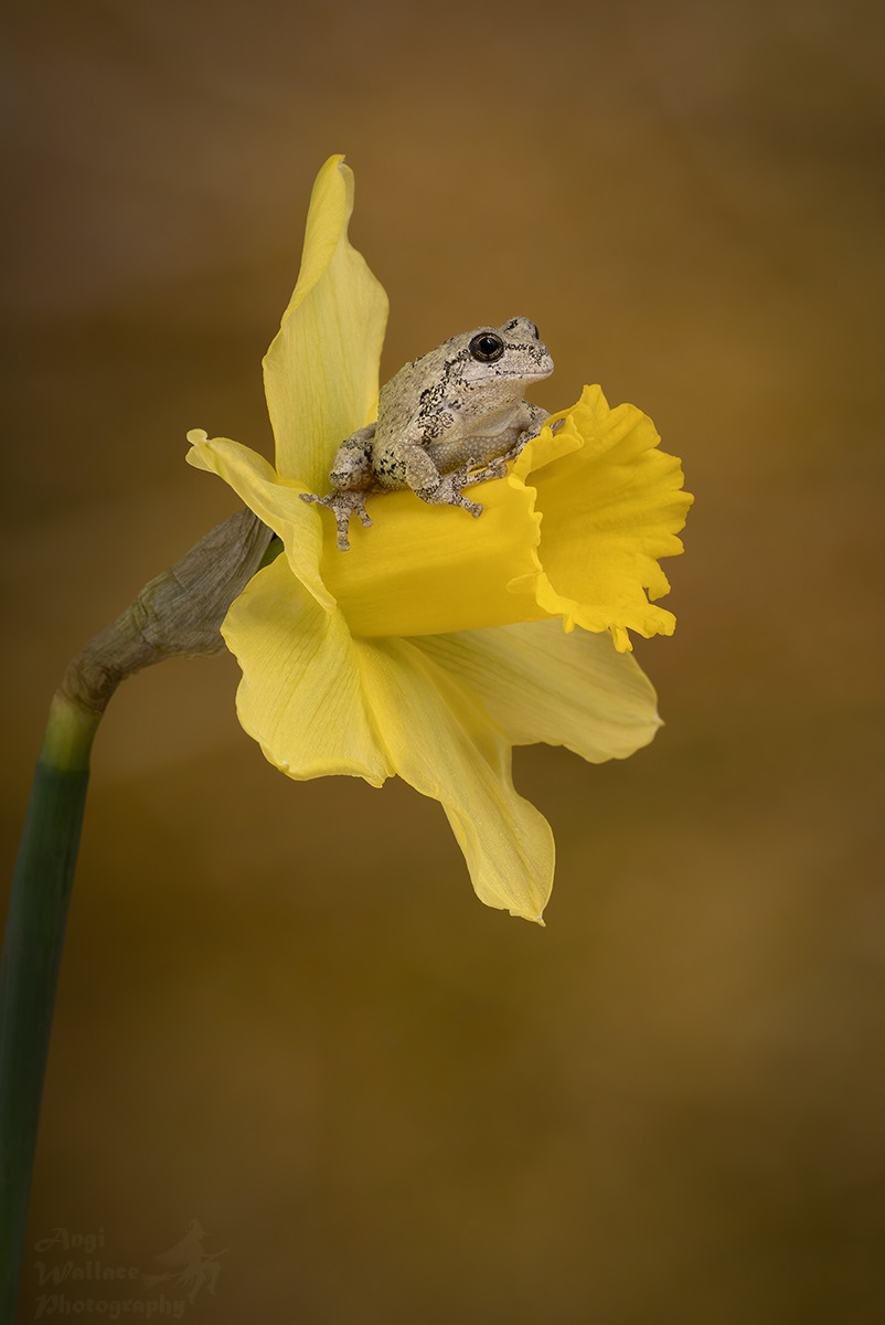 Gray tree frog