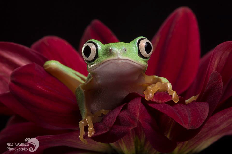 Lemur leaf frog