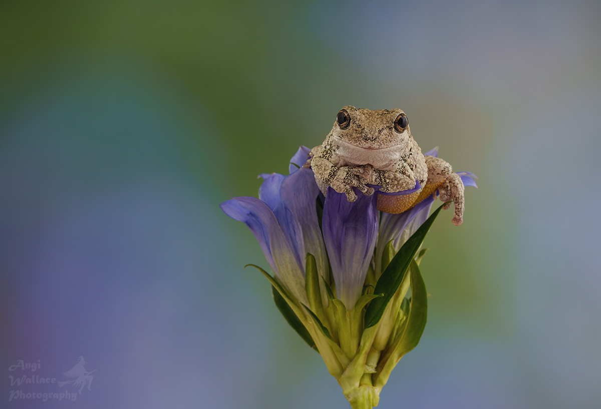 Gray tree frog