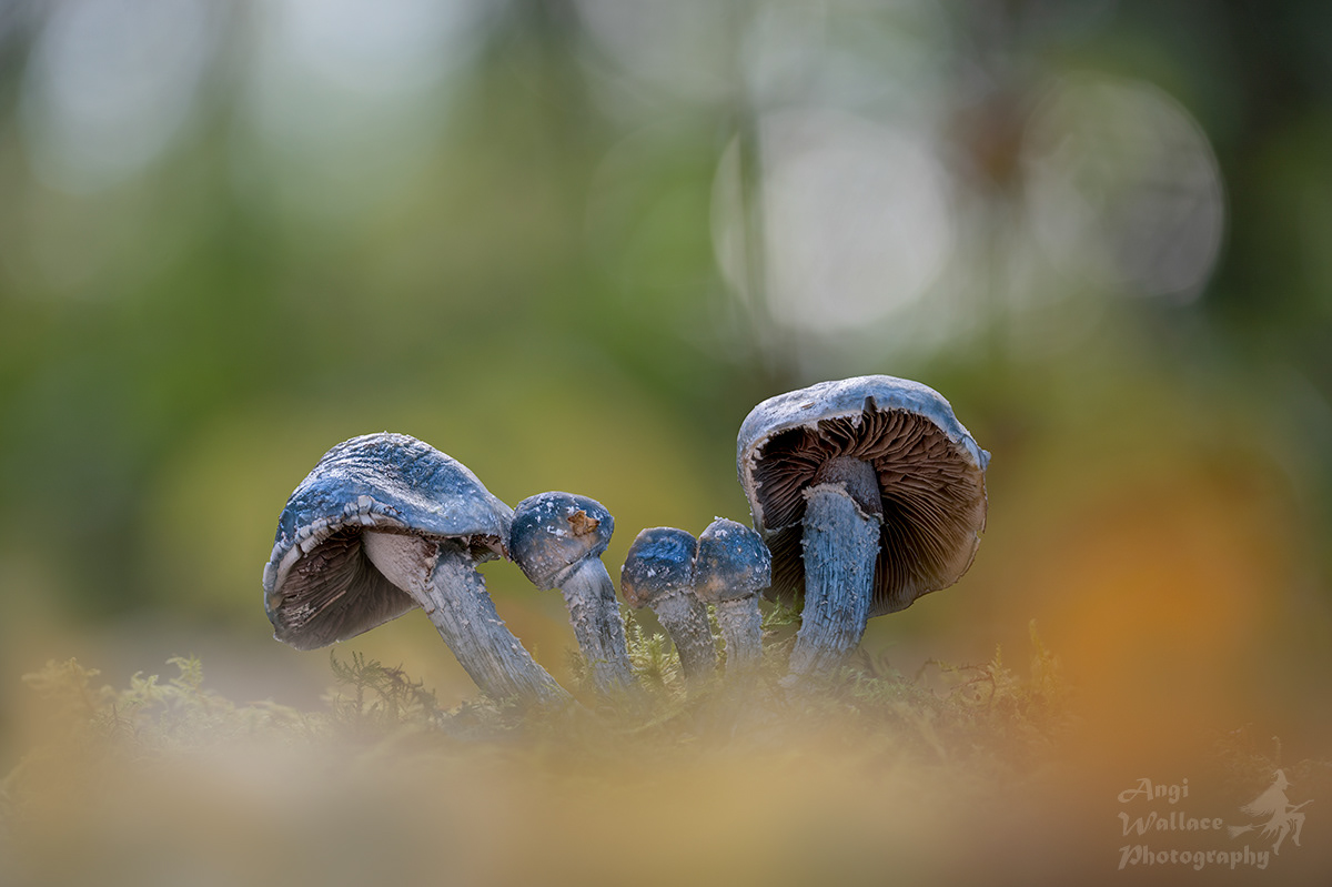Blue roundheads