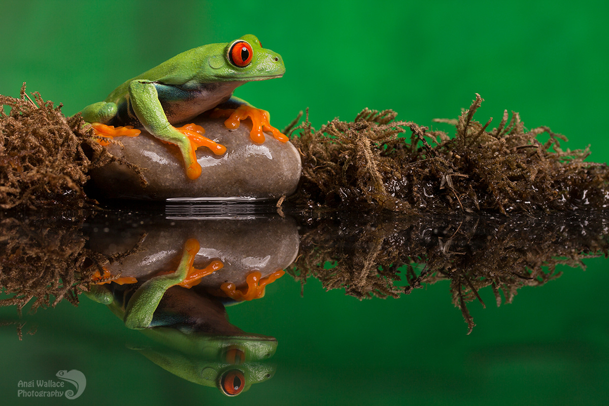 Red eyed tree frog