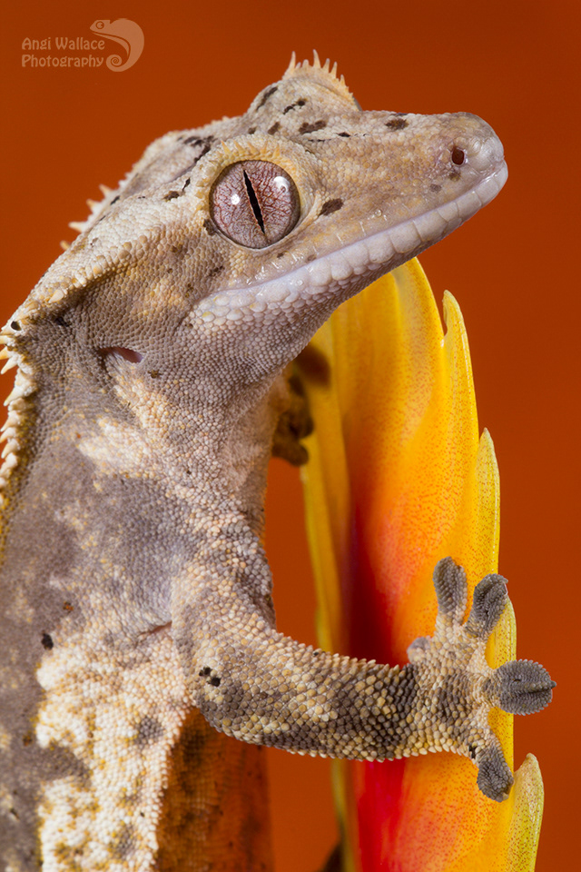 Crested gecko