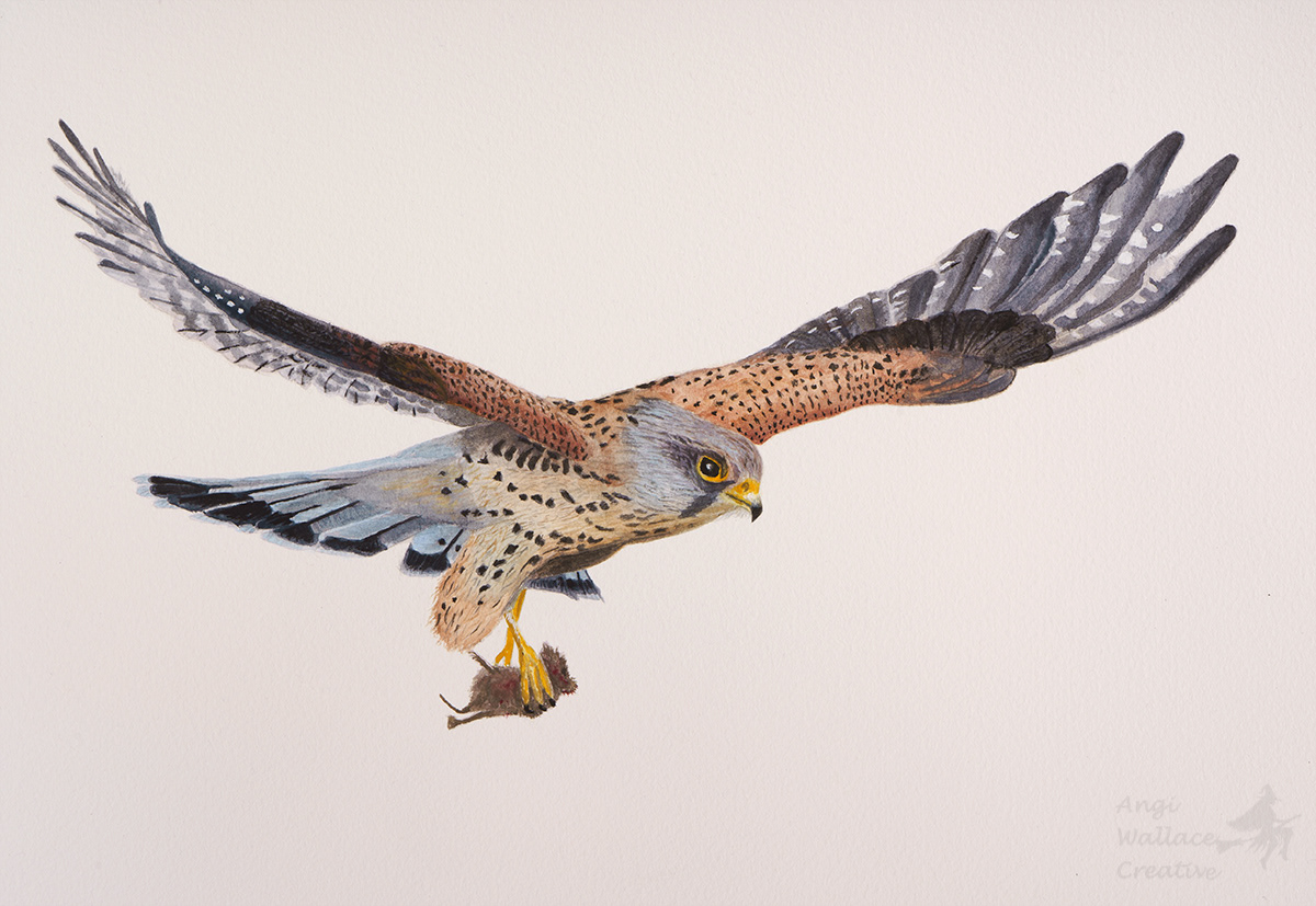 watercolour Kestrel