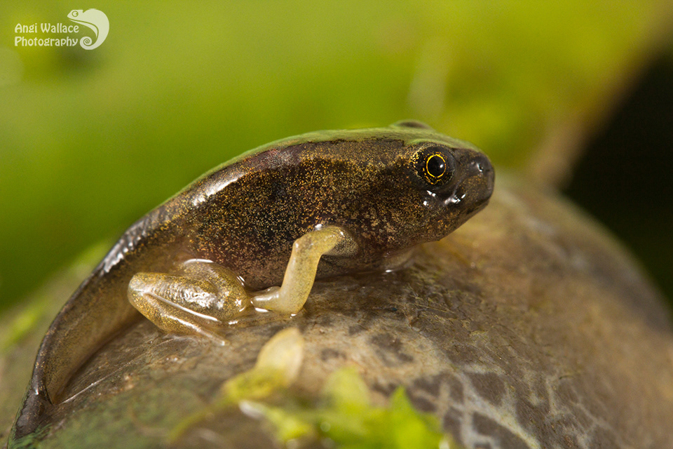 Common frog tadpole
