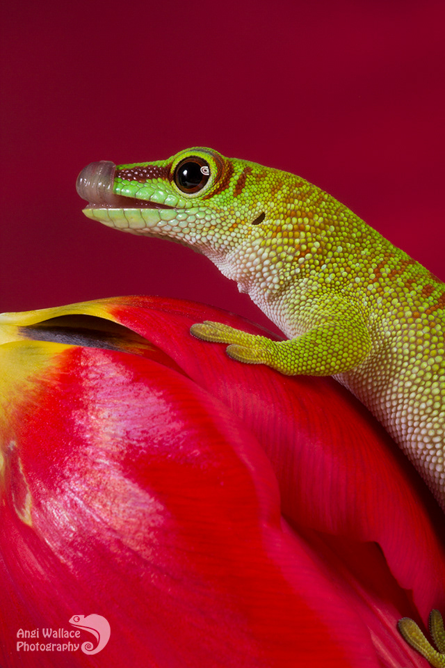 Madagascan day gecko
