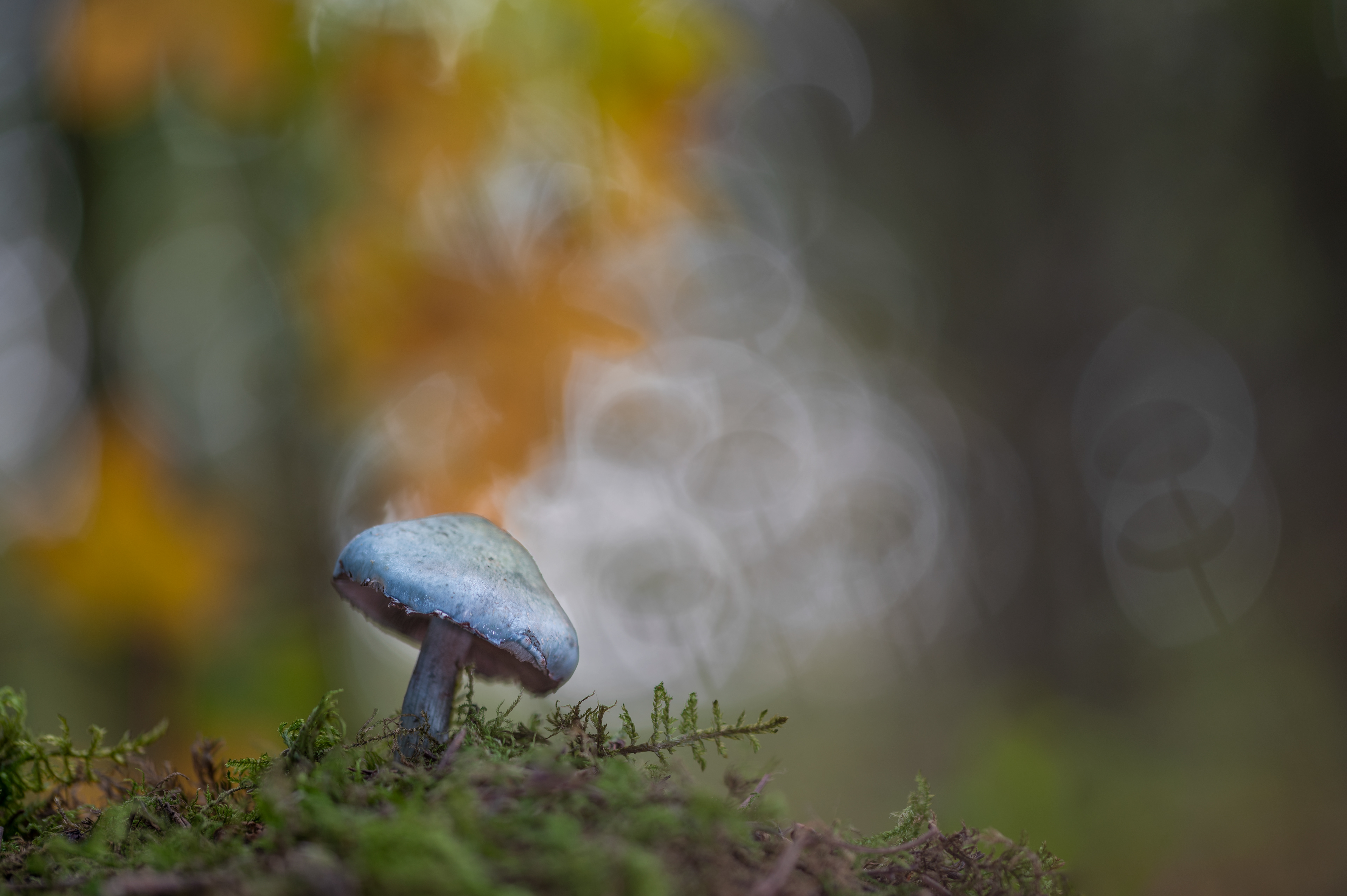 Blue roundhead