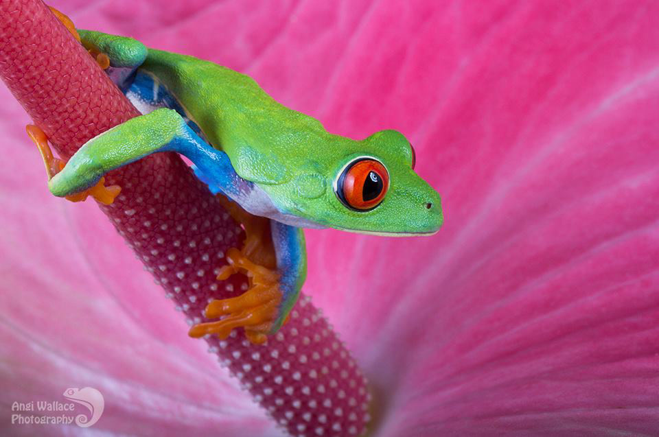 Red eyed tree frog