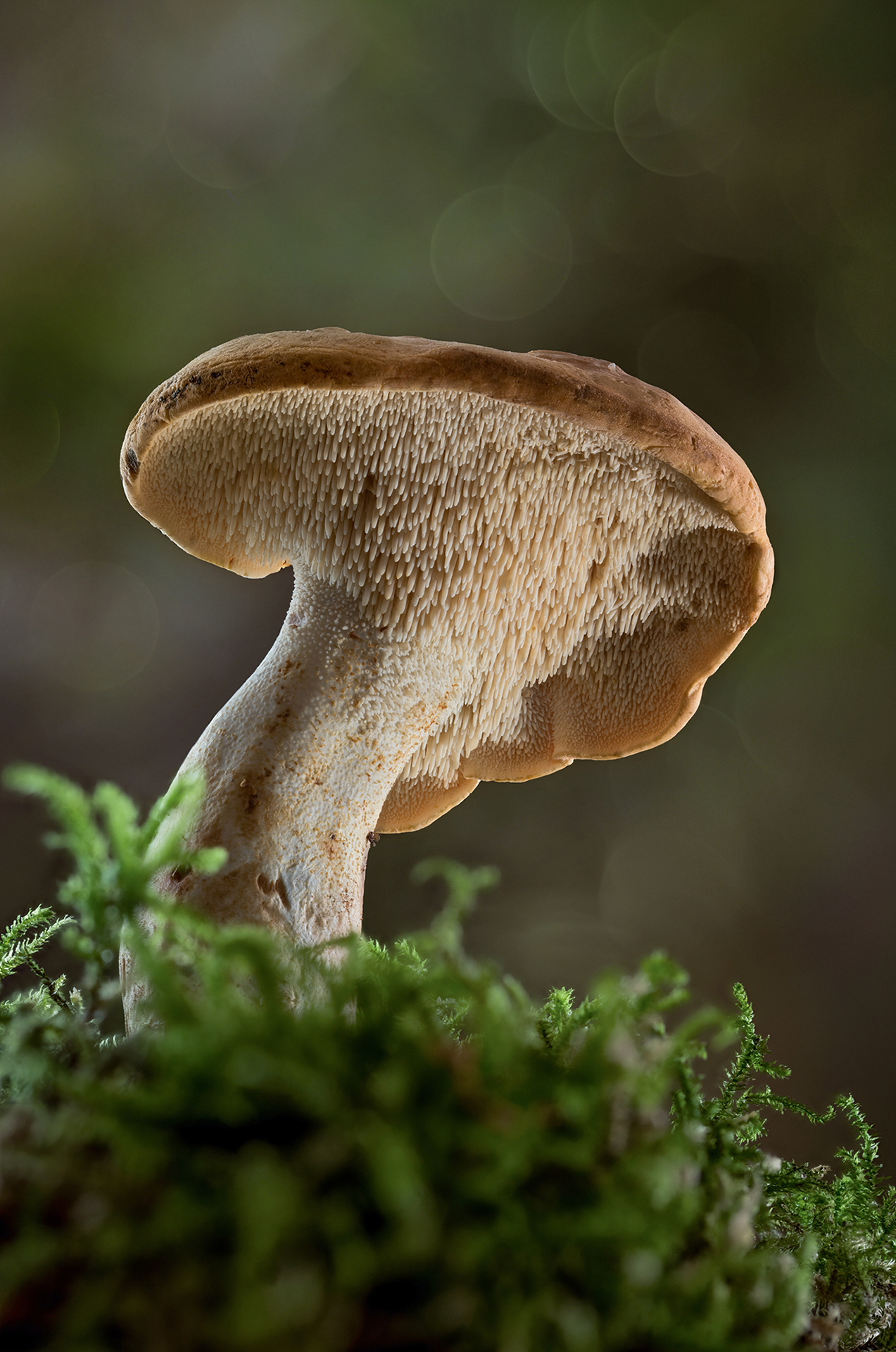 Headgehog mushroom
