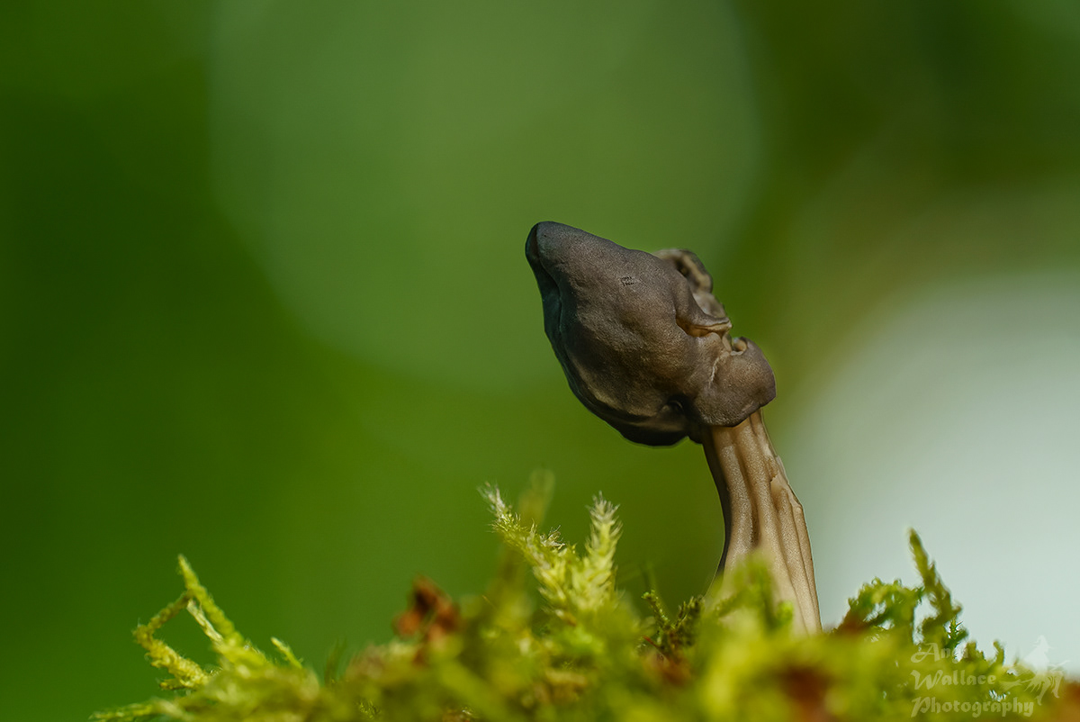 Elfin fungi