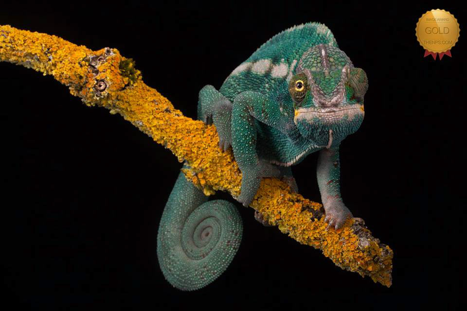 Floki my panther chameleon
