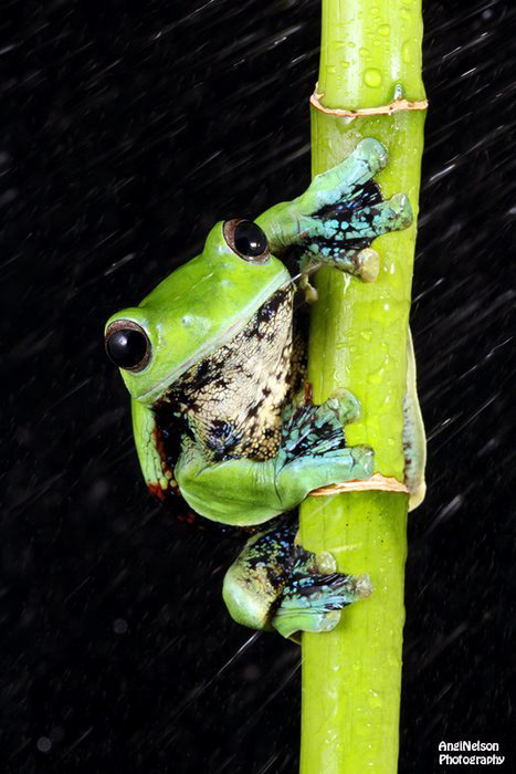 Wallaces flying frog