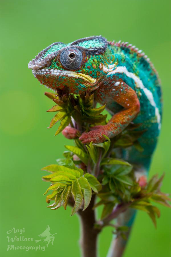 Panther chameleon