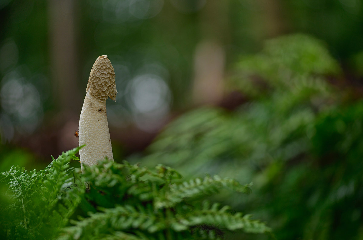 Common stink horn 