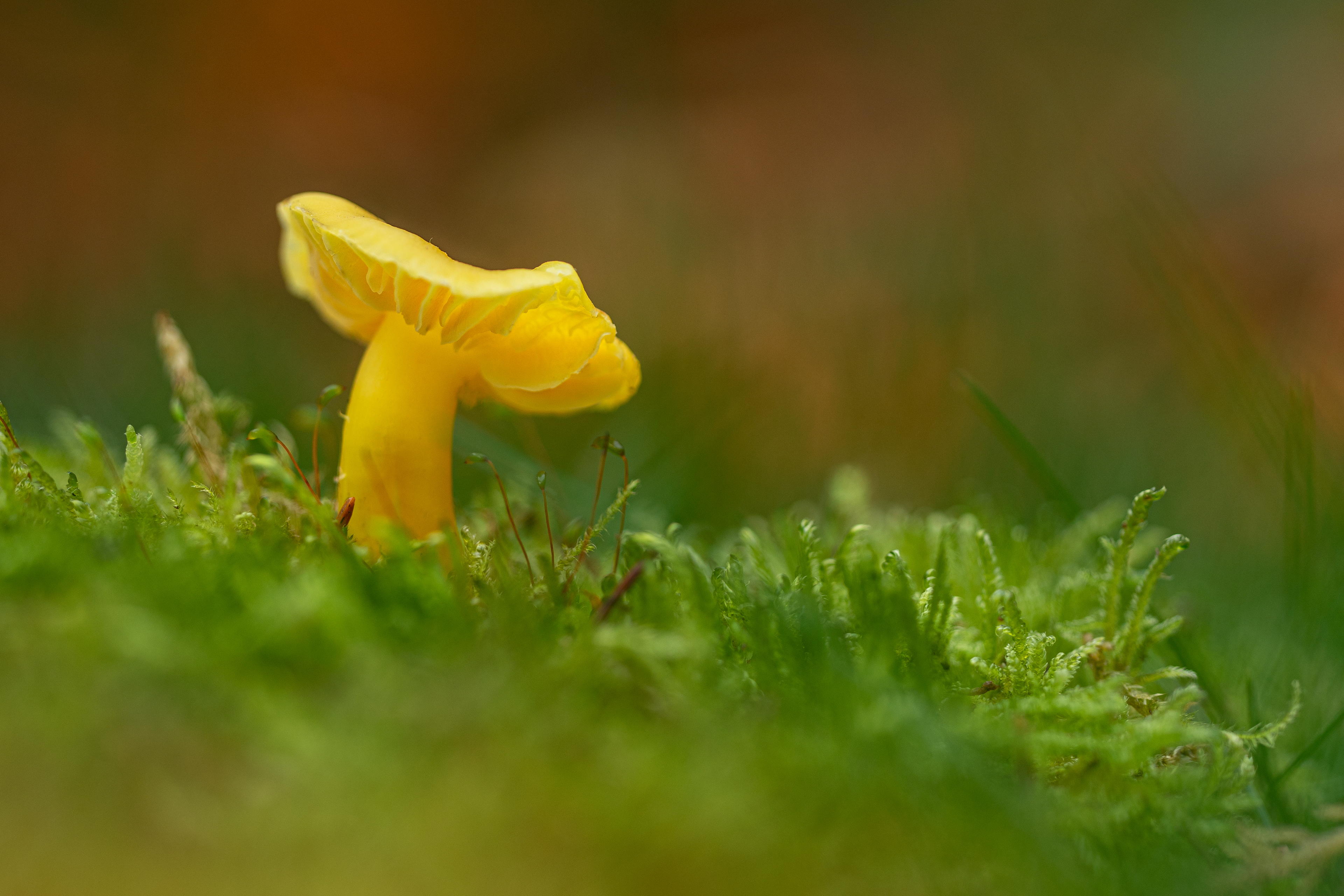 Butter wax cap