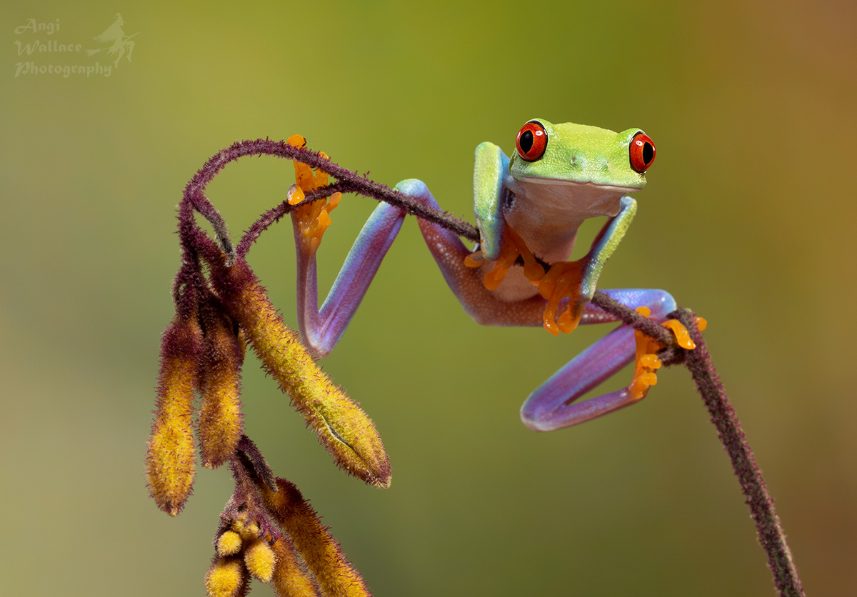Red eyed tree frog
