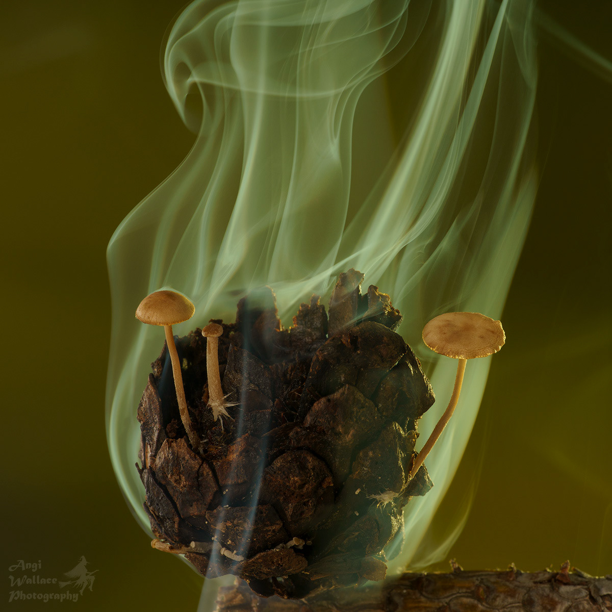 Bonnets on pine cone