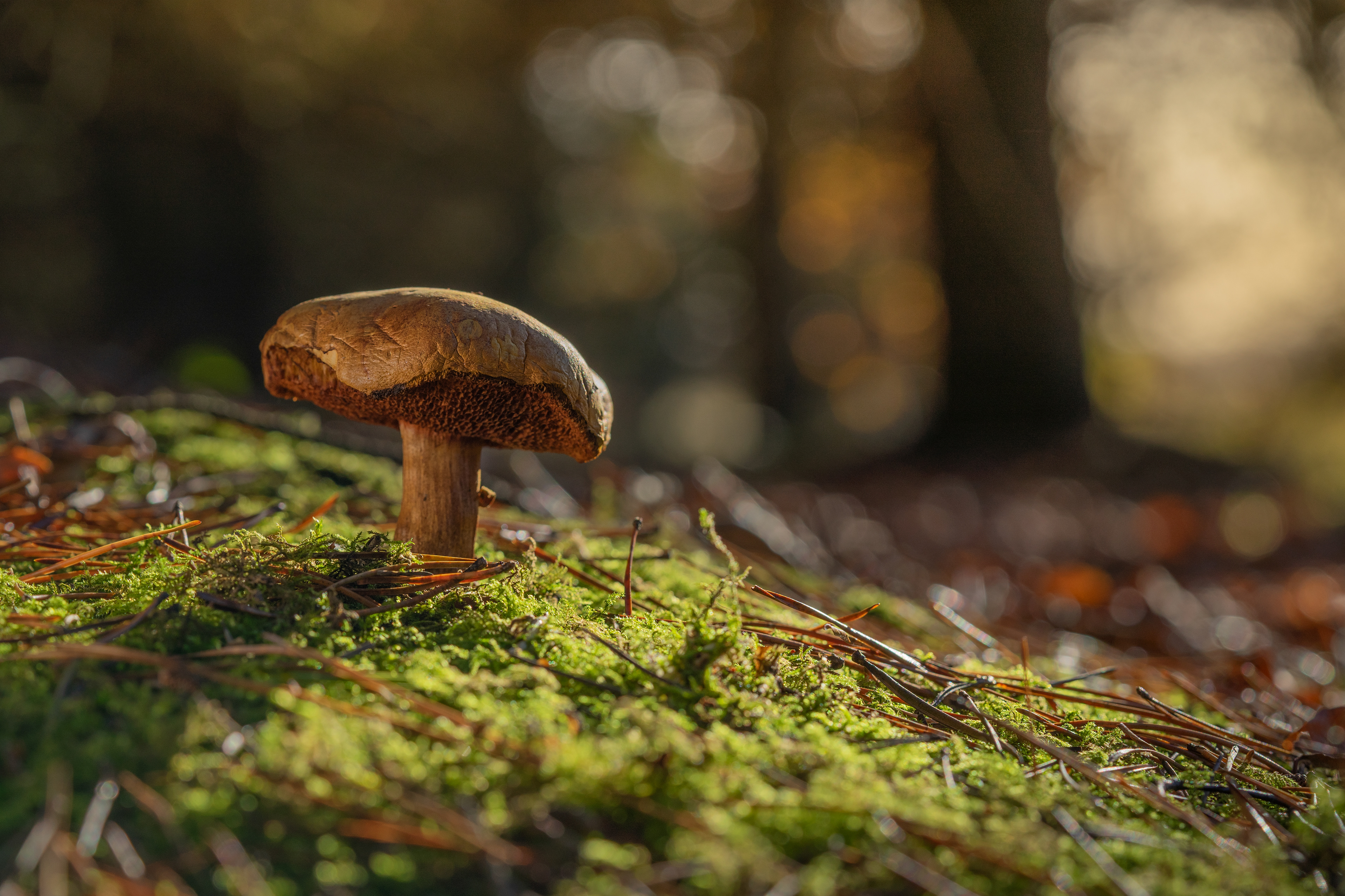 Bolete